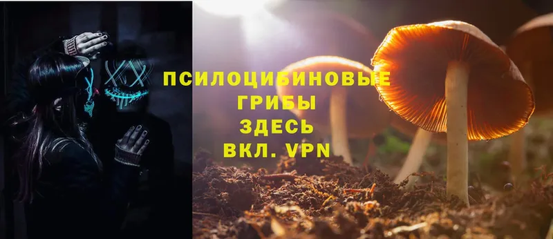 сколько стоит  Чита  Псилоцибиновые грибы Psilocybe 